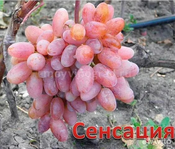 Сенсация ВС002-011 1058684097 - купить за 208.8 ₽ в интернет магазине совместных