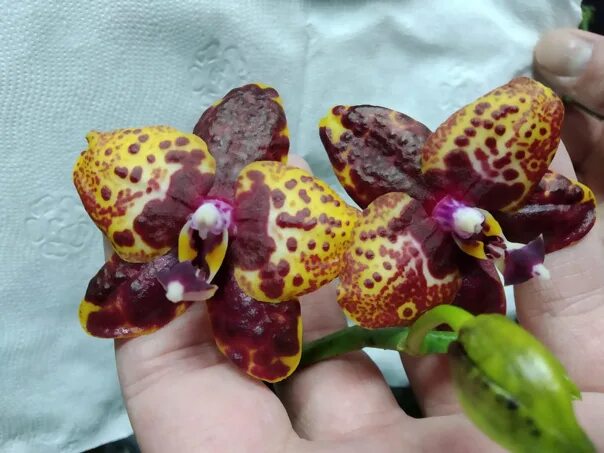 Орхидея Phal. Zheng Min Anaconda Festima.Ru - частные объявления