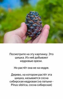 Где растут кедровые