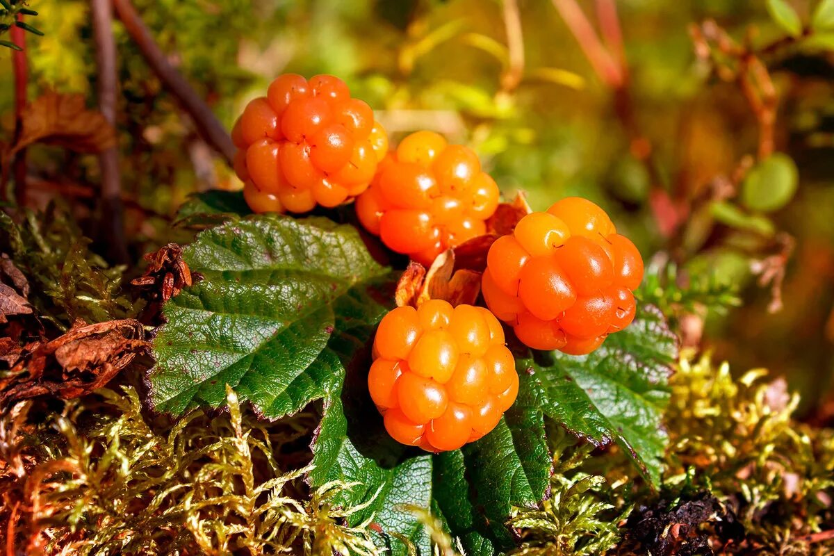 Самые интересные ягоды. Морошка Арктическая. Царская ягода Морошка. Морошка (Rubus chamaemorus). Морошка в Карелии.