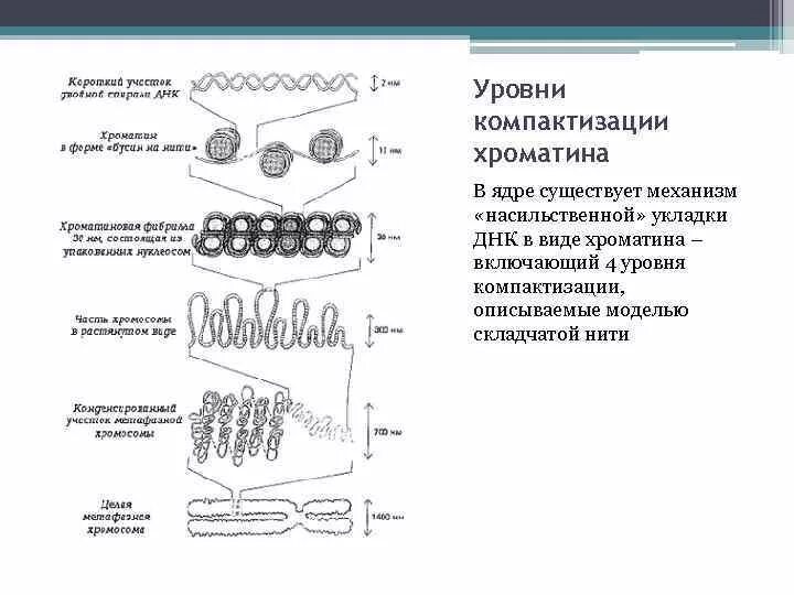 Уровни компактизации хроматина в ядре клетки. Последовательные стадии компактизации хроматина:. Компактизация ДНК уровни упаковки. Уровни компактизации ДНК эукариот. Схема компактизации наследственного материала клетки