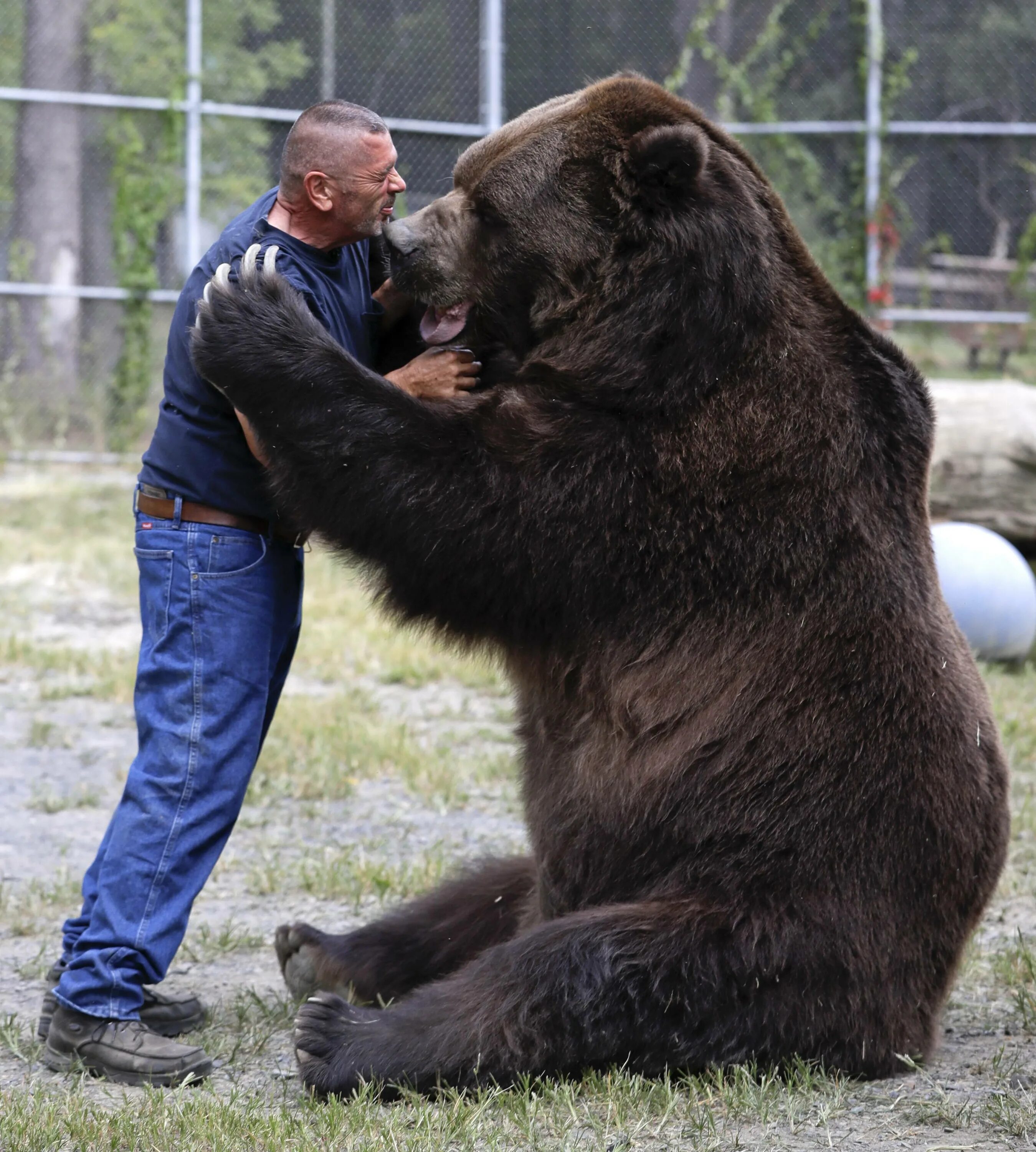 Бурый медведь Кадьяк. Большой бурый медведь Кадьяк. Медведь Кадьяк самый большой в мире. Самый большой в мире медведь Гризли.
