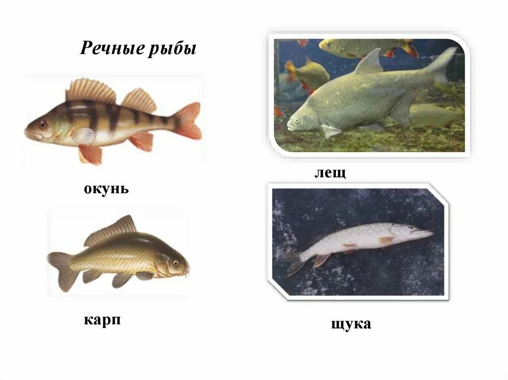 Картинка речные рыбы для детей