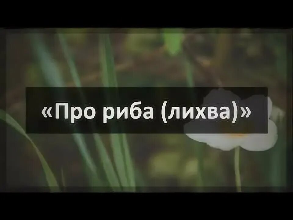 Что такое риба в исламе. Лихва в исламе. лихва коран. риба в исламе.