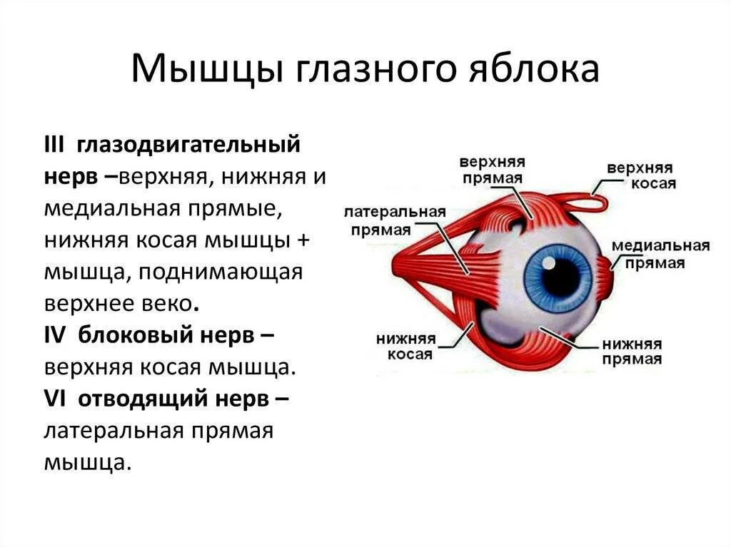 Иннервирует гладкие мышцы. Поперечно полосатые мышцы глазного яблока. Глазодвигательные мышцы глаза строение. Мышцы глазного яблока анатомия функции. Мышцы глазного яблока анатомия иннервация функции.