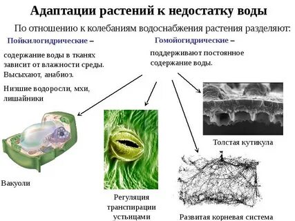 Адаптация к жизни в водной среде