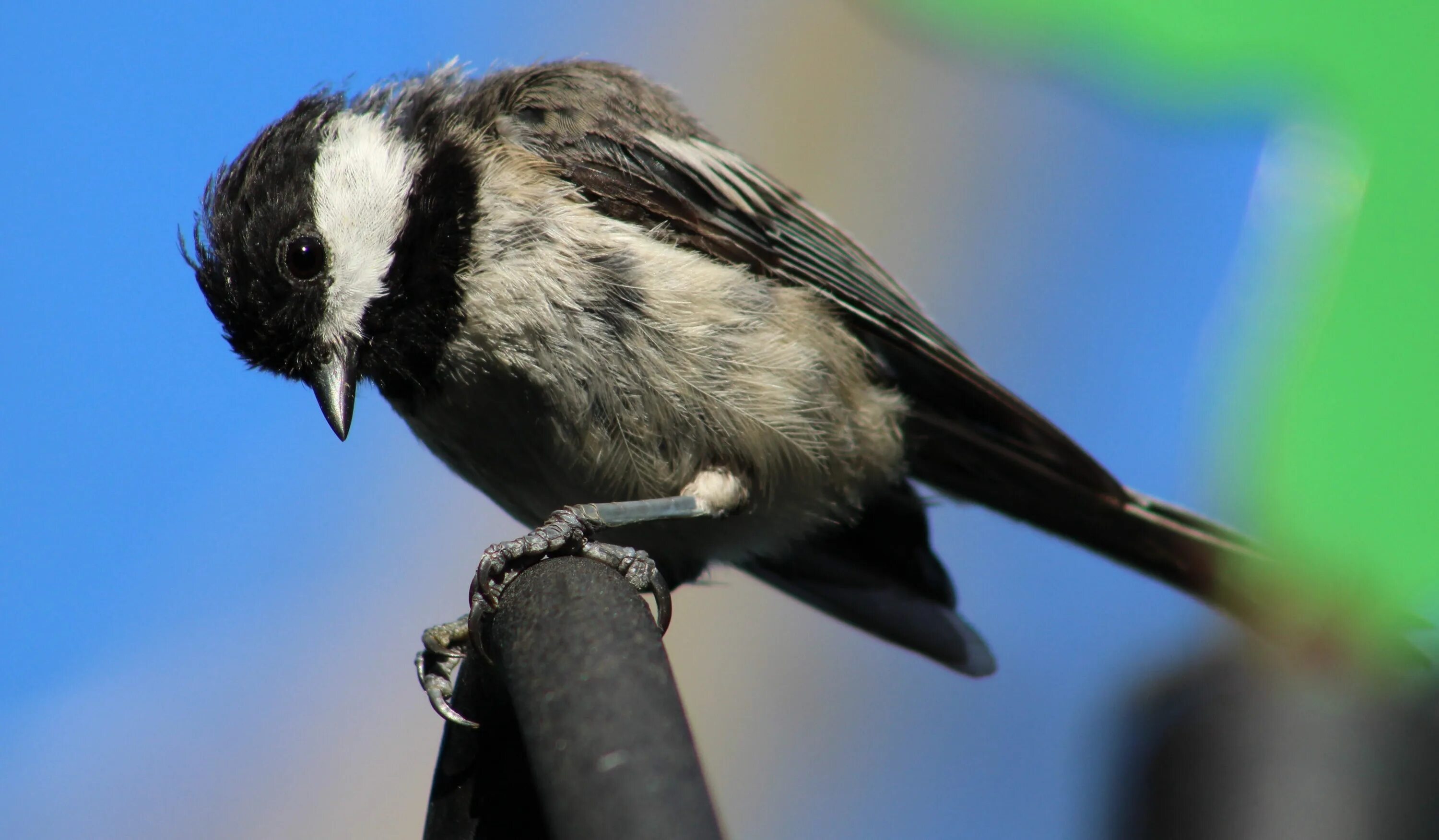 Белая птичка с черными крыльями. Black-capped Chickadee птица. Птица с черной шапочкой. Птичка черно белая. Маленькая птичка белая с черным.