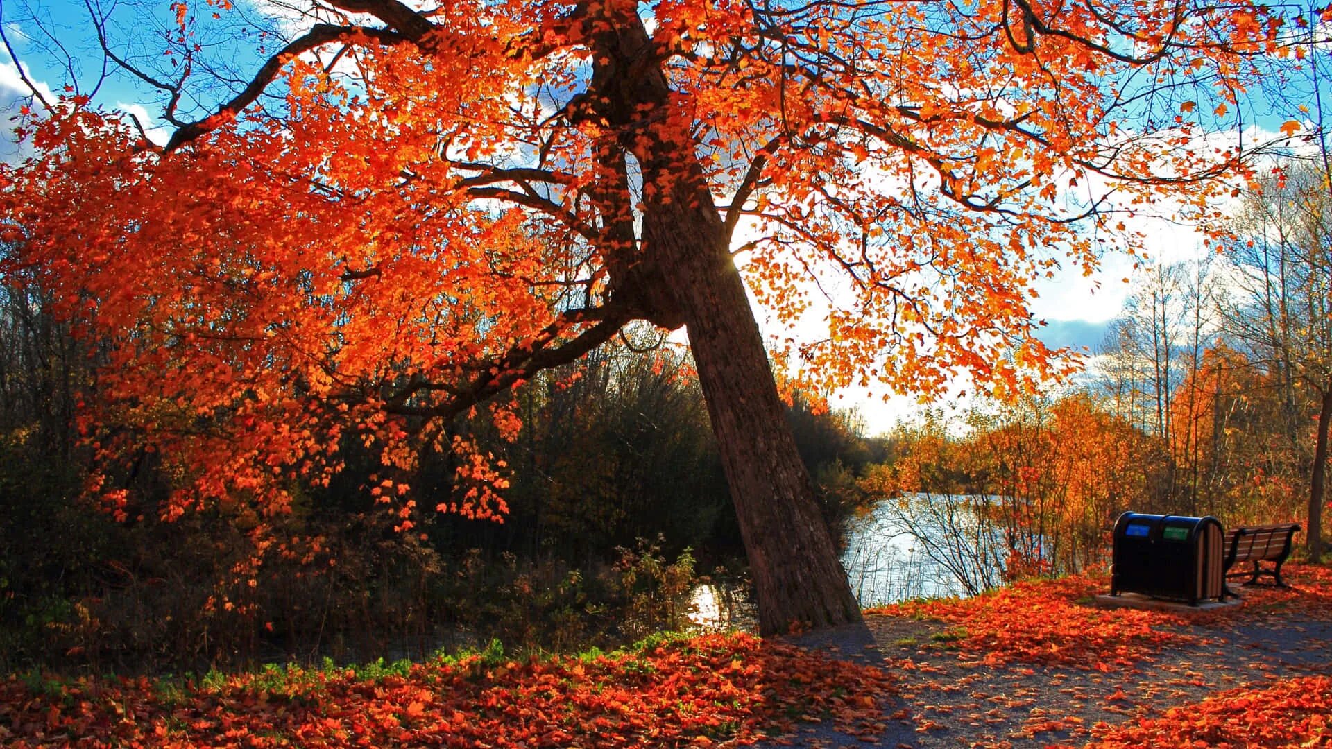 Fall scenes. Осень. Осень фото. Осенний пейзаж. Осенний парк.