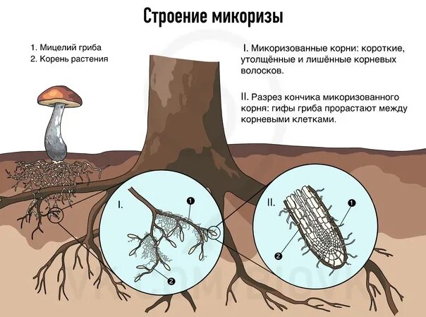 Грибница микориза. Микориза и мицелий. Микориза грибокорень. Микориза с грибами-симбионтами. Что такое микориза у грибов