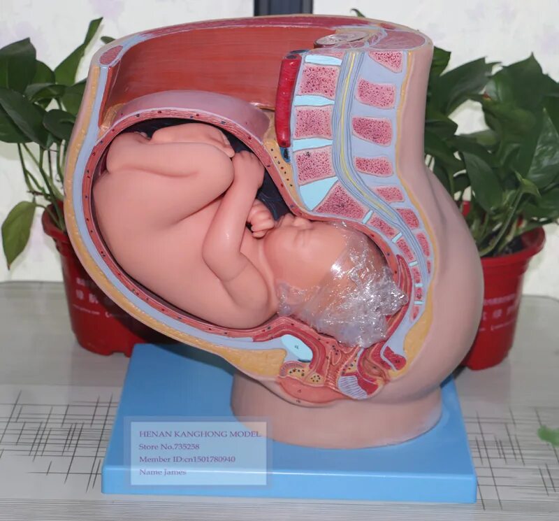 ребёнок на 38 неделе беременности. рождение ребенка 38 недель. рождение ребенка 38 недель. рождение ребенка 38 недель. новорожденные на 38 неделе.