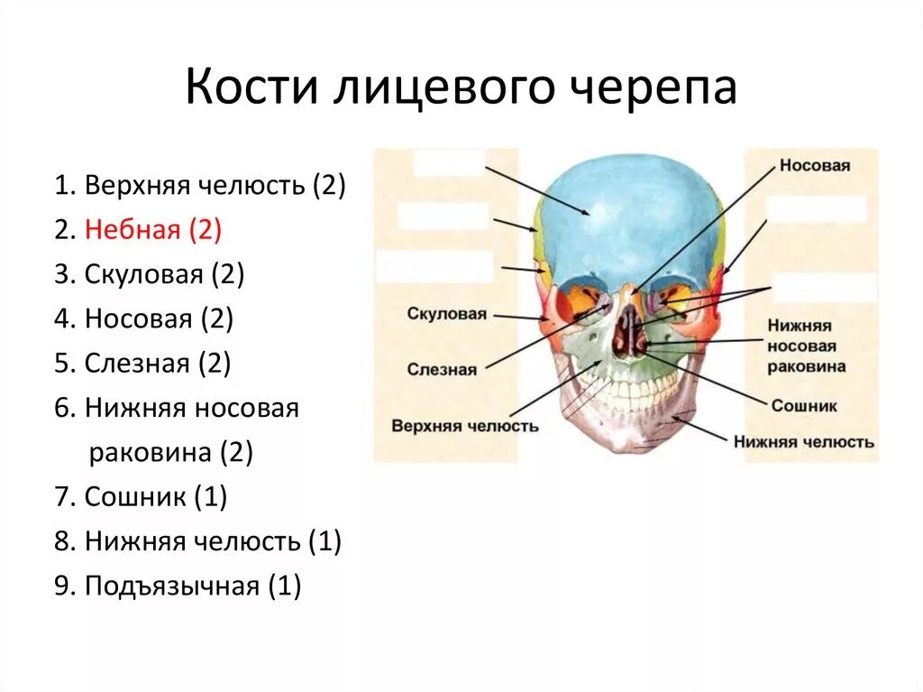 Строение костей лицевого черепа. Лицевой отдел черепа анатомия. Кости лицевого отдела черепа анатомия. Строение костей лицевого отдела черепа. Парной костью являются