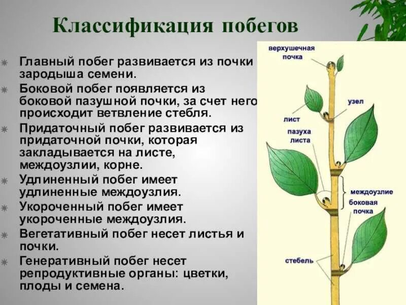 Почка определение 6 класс. Пазушная почка на побеге. пазушные почки побегов сирени\. форммула побега побег = стебель +почки. годичный побег сирени.