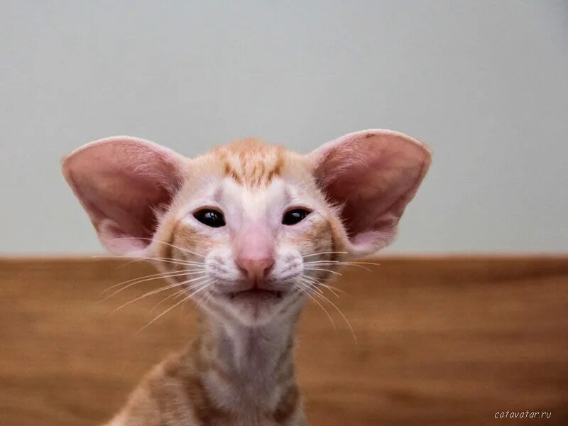 Ушастый кот порода Ориентал. Кот грузин порода Ориентал. Ориентальная кошка рыжая. Сфинкс Ориентал.
