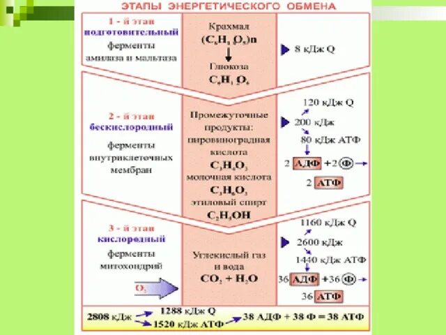 Бескислородный этап энергетического обмена происходит. Этапы энергетического обмена формулы. Этапы энергетического обмена промежуточные вещества. Подготовительный этап энергетического обмена схема. Формула подготовительного этапа энергетического обмена.