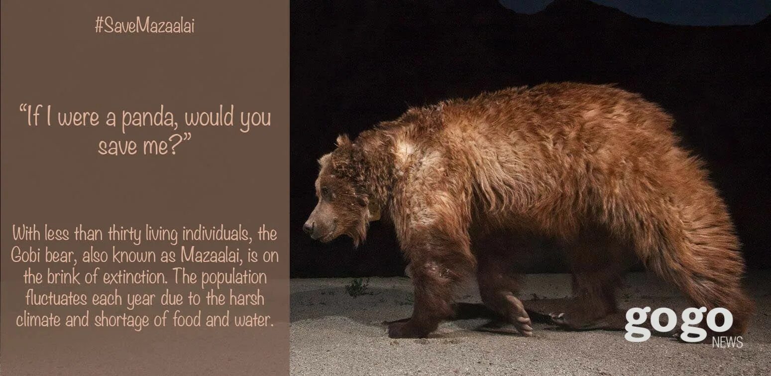 Bear bore born перевод на русский. Медведи Гоби. Gobi Bears Live in. Gobi Bears перевод. Gobi Bears in Danger 4 класс.
