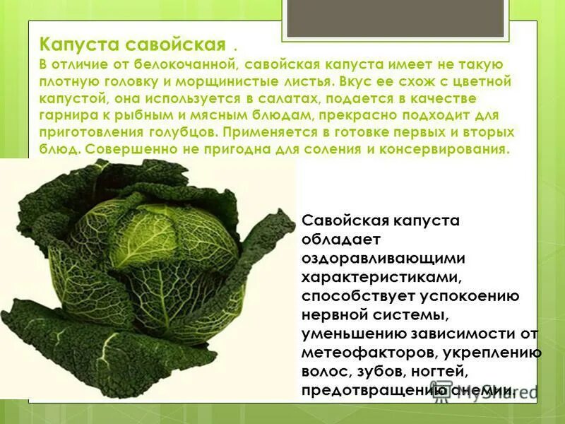 Свойства капустного