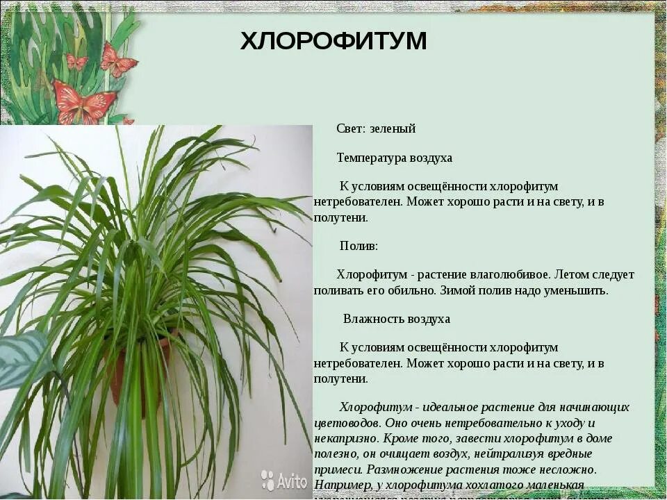 Комнатные растения краткое описание