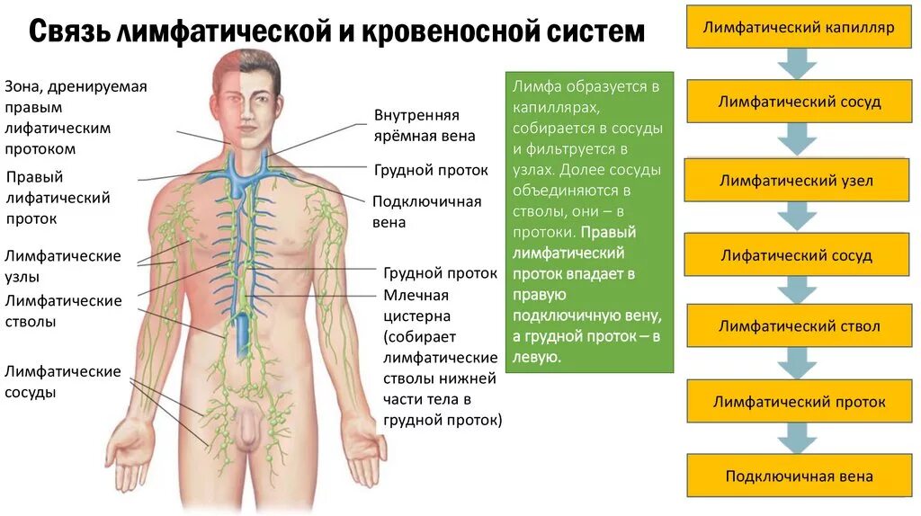 Сосуды лимфатической системы таблица. Кровеносная и лимфатическая системы. Лимфатическая система человека. Лимфатическая система схема. Лимфоузел после массажа