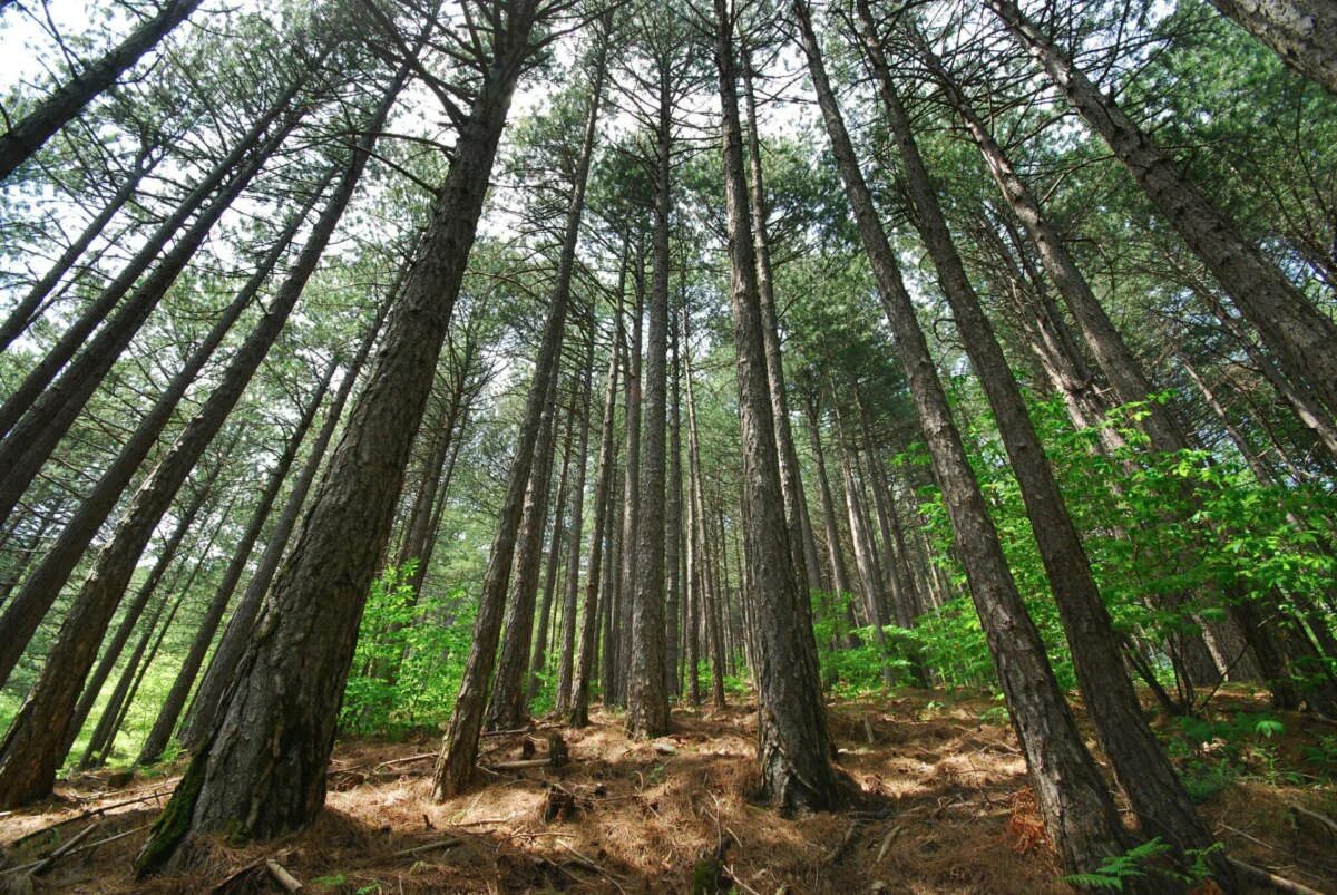 Рота орман. Mount Ida национальный парк в Турции. Kazdagi National Park. Kazdaglari.