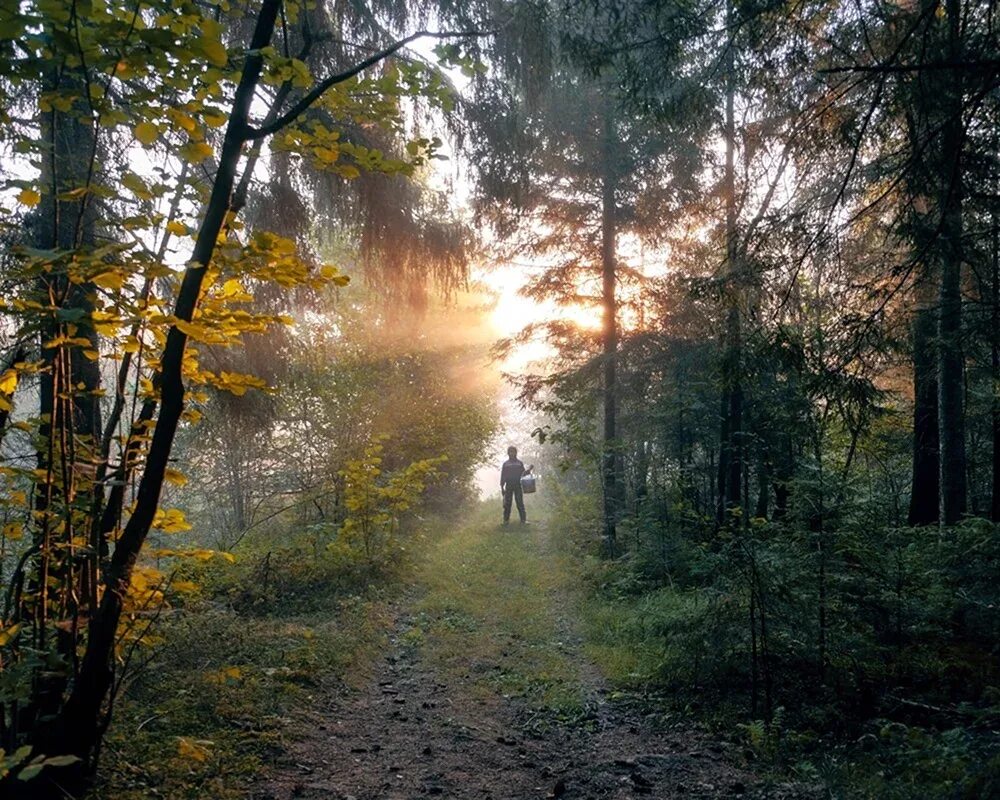 Утро в лесу. Утро АВ лесу. Утренний лес. Раннее утро в лесу.