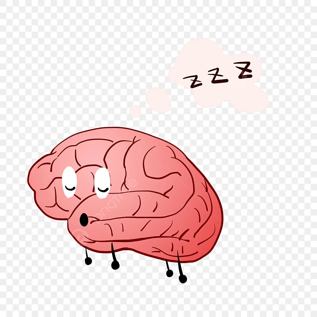 Ленивый мозг. Головной мозг и сон.