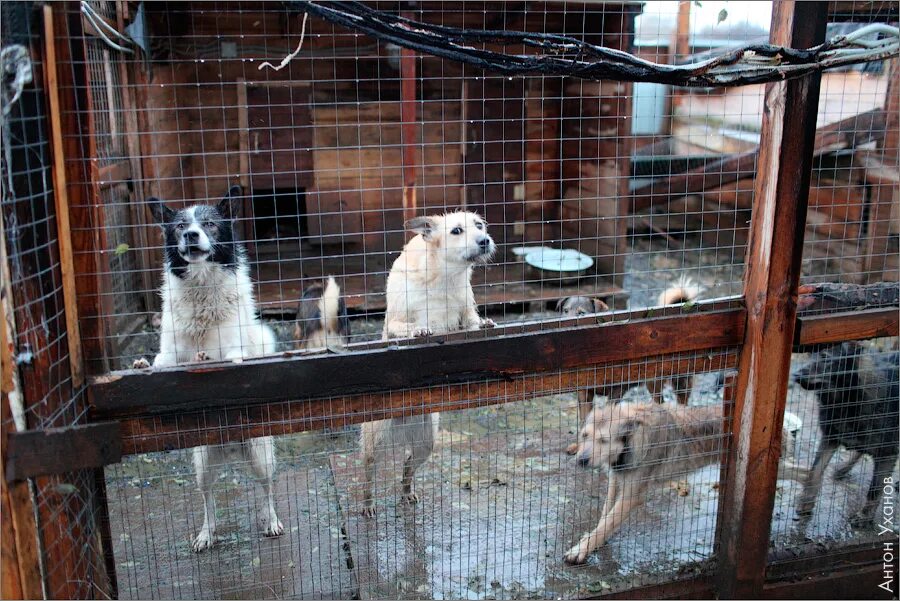 Кожуховский собачий приют. Косино Ухтомский собачий приют. Собачий приют Новочебоксарск. Приют Альма. Приют для кошек брянск