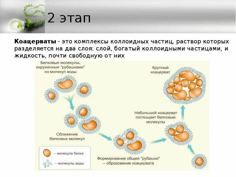 Коацерватная теория Опарина и Холдейна. Коацерваты коацерватная гипотеза. Белково-коацерватная теория Опарина. Коацерваты и гипотеза Опарина-Холдейна.