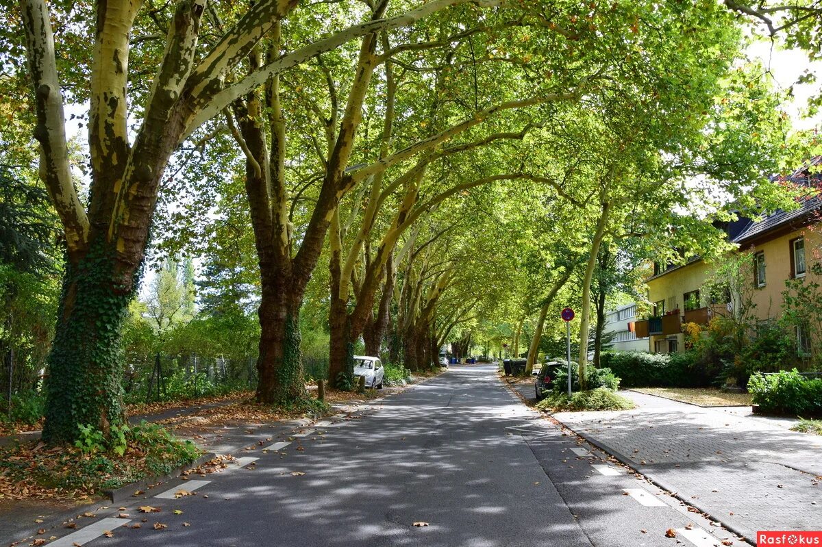 платан в самурском лесу. платан выборг. платан западный женева. платан выборг. платан выборг.