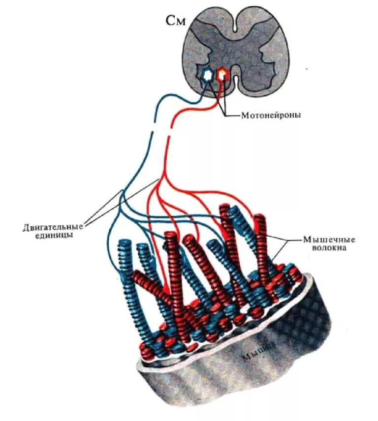 Двигательные единицы нервно-мышечного аппарата. Мотонейроны мышц. Строение нервно мышечного аппарата. Двигательная единица это физиология.