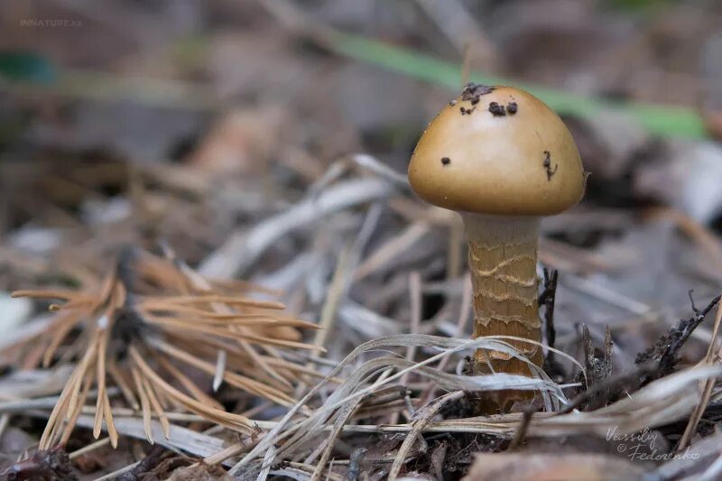 Паутинник болотный гриб. Паутинник охристо-желтый. Грибы на болоте. Болотный белый гриб. Болотные грибы