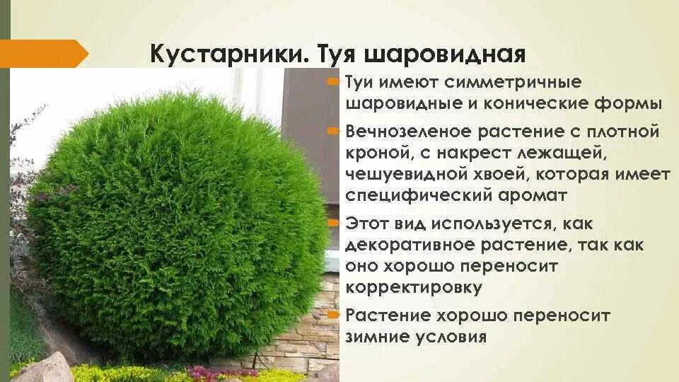 Туя западная это хвойное декоративное растение. Туя Западная Даника с3. Туя Глобоза (Thuja occidentalis globosa). Туя шаровидная Мириам туя шаровидная Мириам.