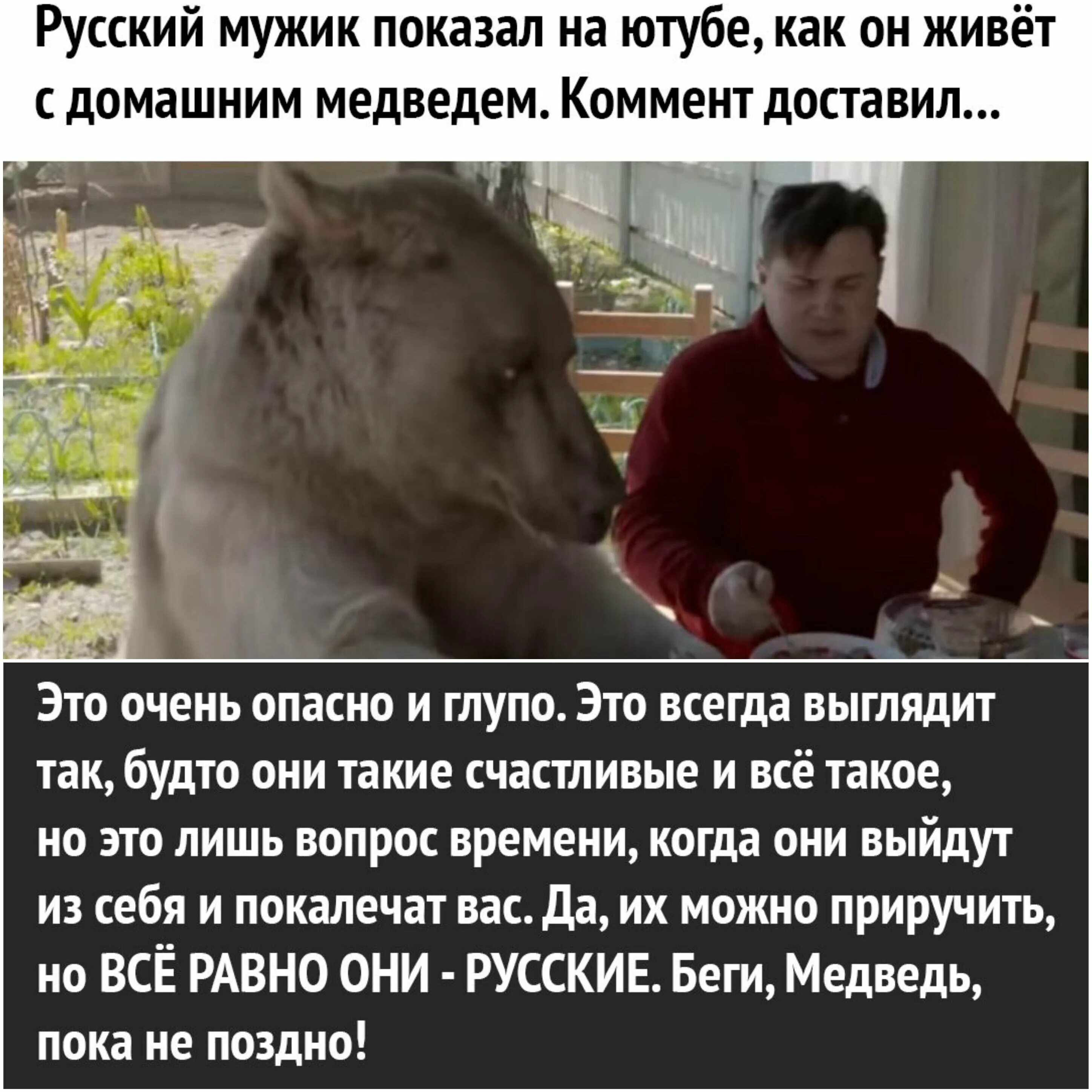 Собака привела медведей к хозяину. Беги медведь беги это русские. Мемы с медведем. Беги медведь пока не поздно это русские. Русский медведь Мем.
