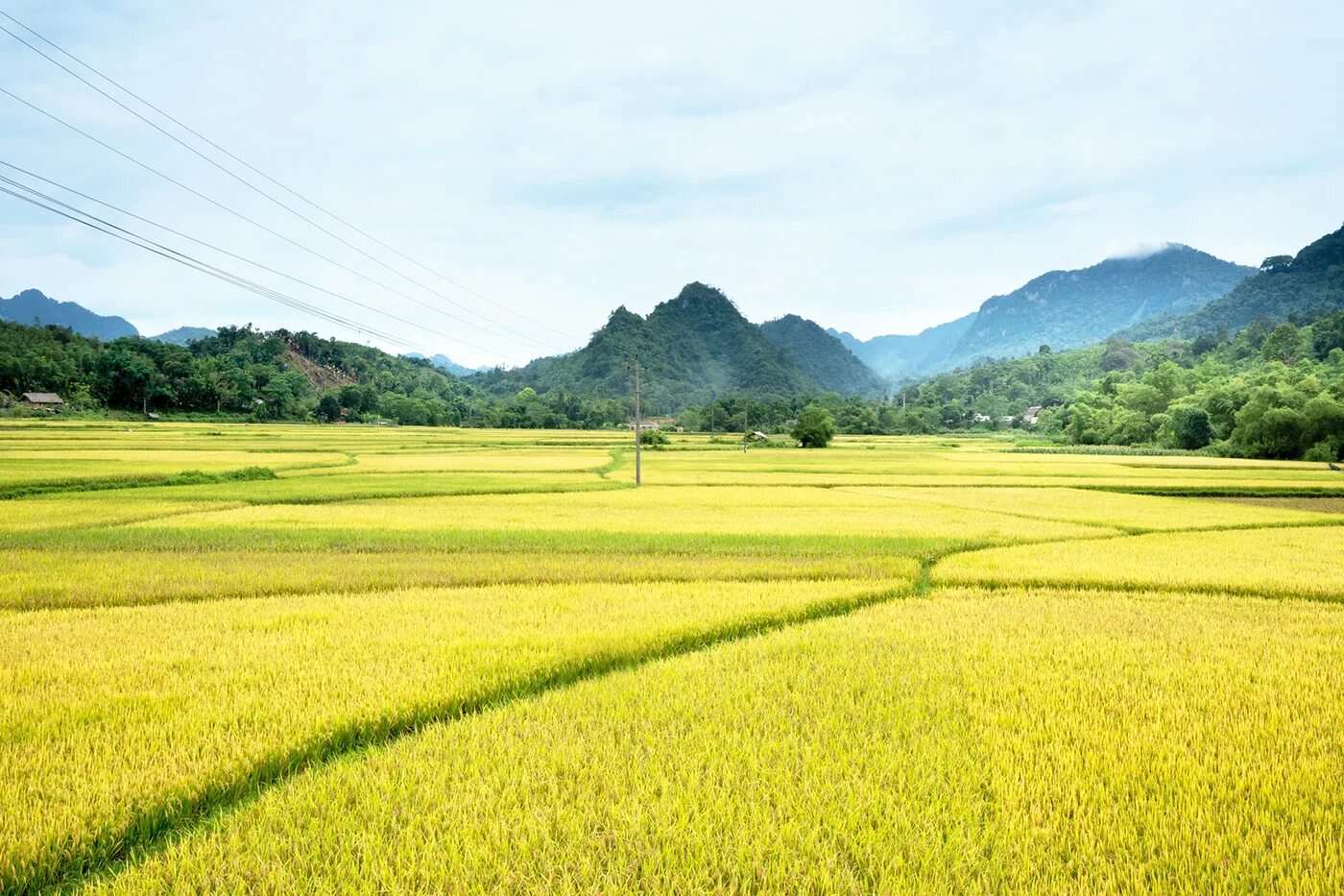 Рисовые плантации. Чайные плантации. Южная Корея Сельская местность. Природа плантации пшеницы.