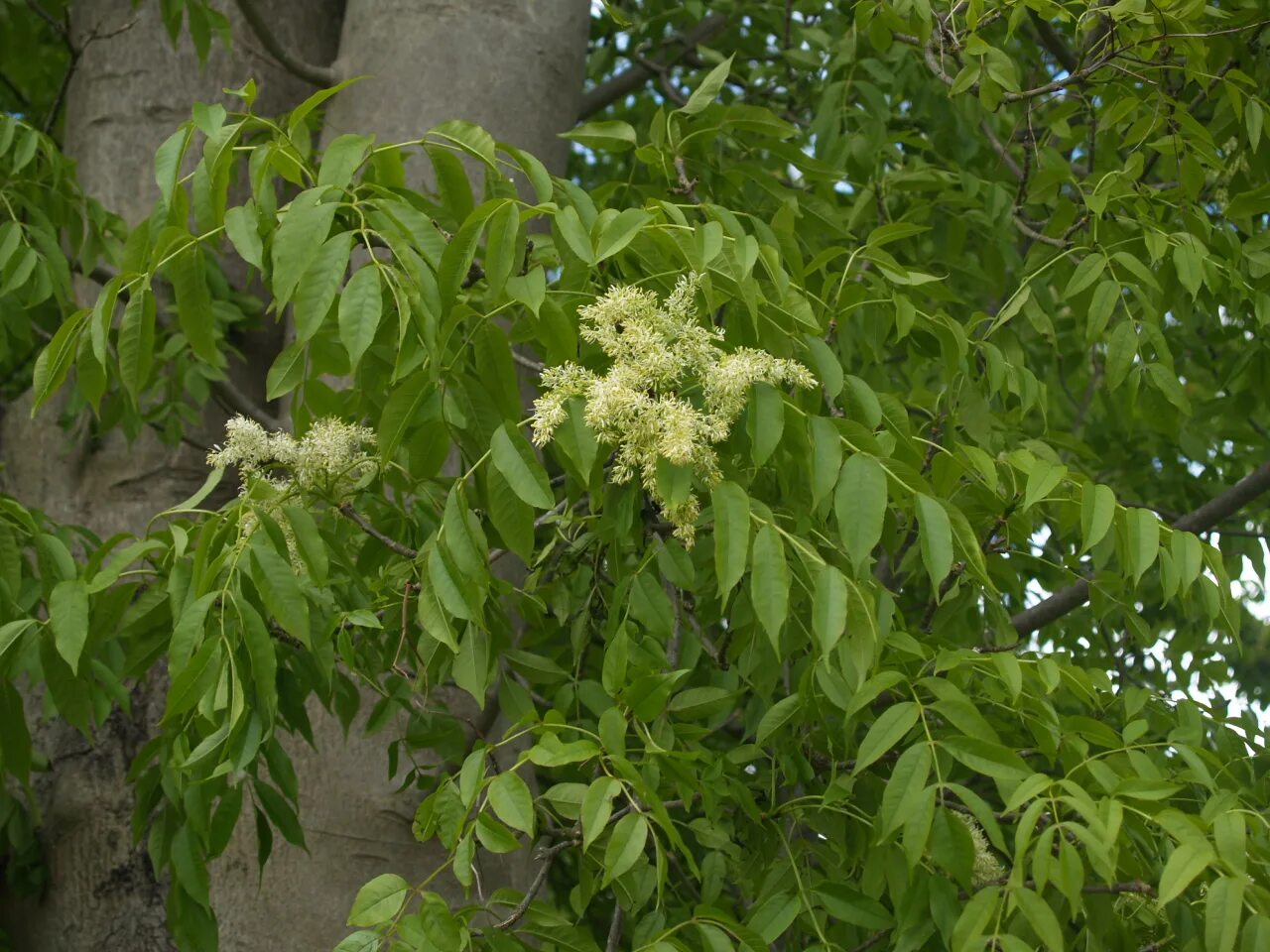 Обыкновенный ясень маслиновые. Ясень соцветия. Как цветет ясень. Ясень обыкновенный цветет. Как цветет ясень.