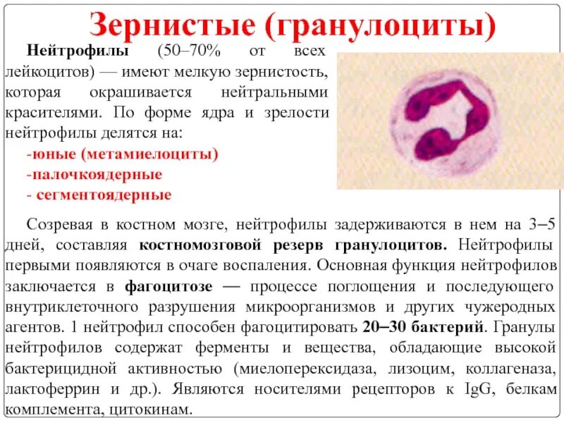 Форма ядра гранулоцитов нейтрофилы. Нейтрофильные гранулоциты строение. Токсигенная зернистость нейтрофилов. Нейтрофильные гранулоциты функции. В очаге острого воспаления нейтрофилы секретируют