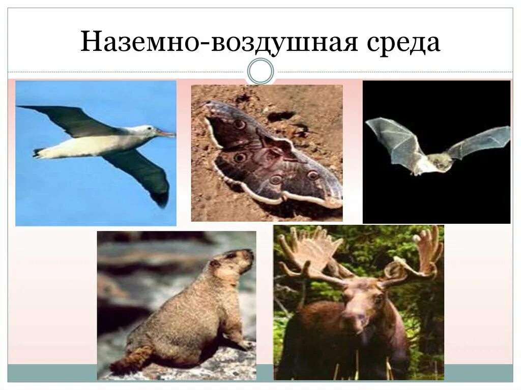 Наземно воздушные обитатели. Водная наземно-воздушная почвенная. Наземно воздушные обитатели. Обитатели наземно-воздушной среды. Обитатели наземно воздушной соеду.