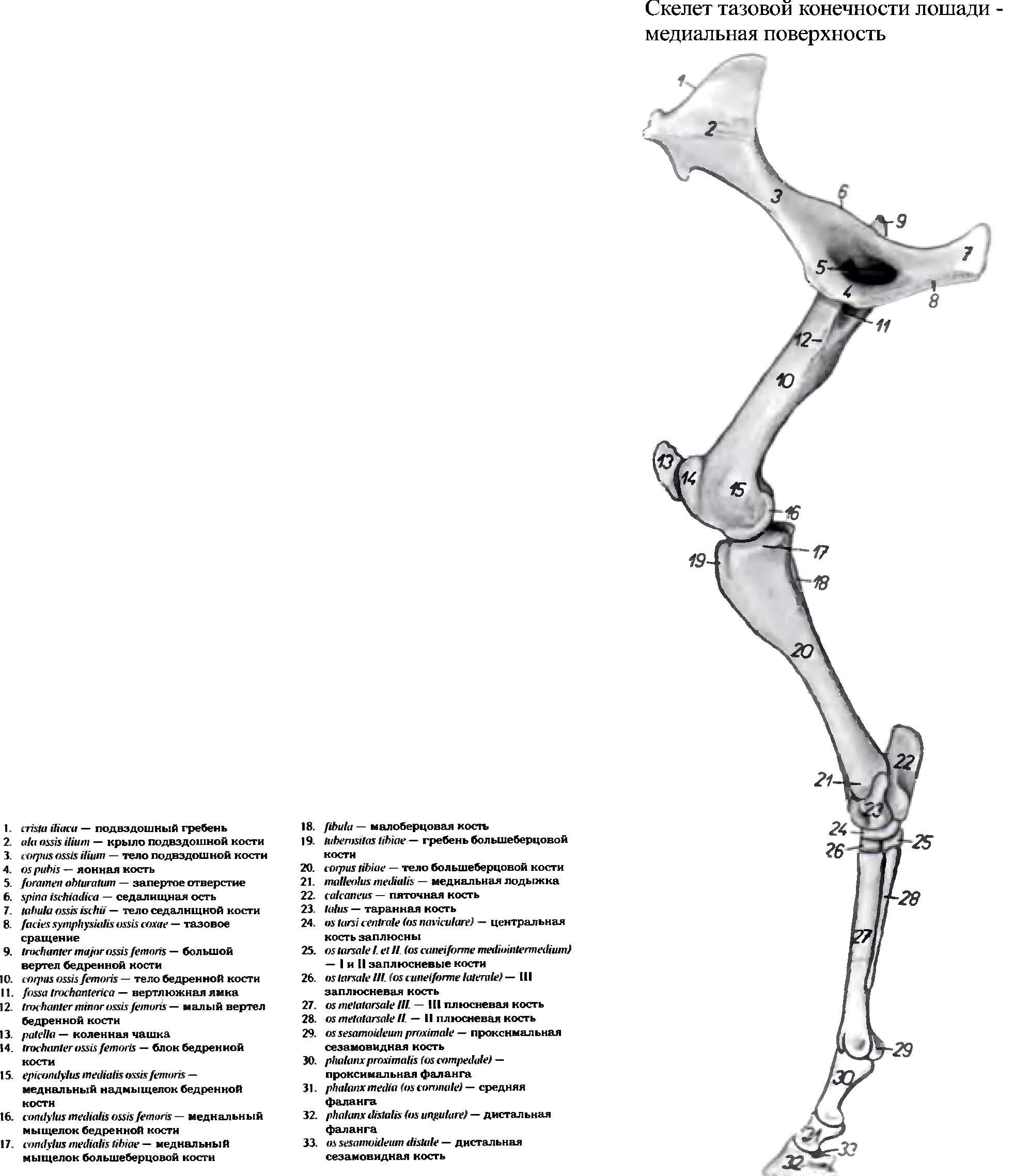 Анатомия животных строение тазовой конечности. Скелет задней конечности лошади. Скелет тазовой конечности КРС. Суставы тазовой конечности коровы анатомия.