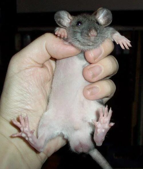 Крыса дамбо 1 месяц. Декоративная крыса самец. Крыса мальчик. Декоративная крыса мальчик. Маленькая крыса мальчика.