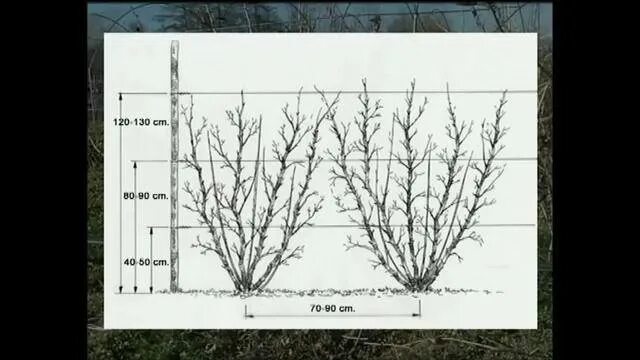 Расстояние между кустами смородины при посадке. Посадка смородины расстояние. Посадка смородины схема посадки. Между кустами смородины. Кусты смородины в ряд.
