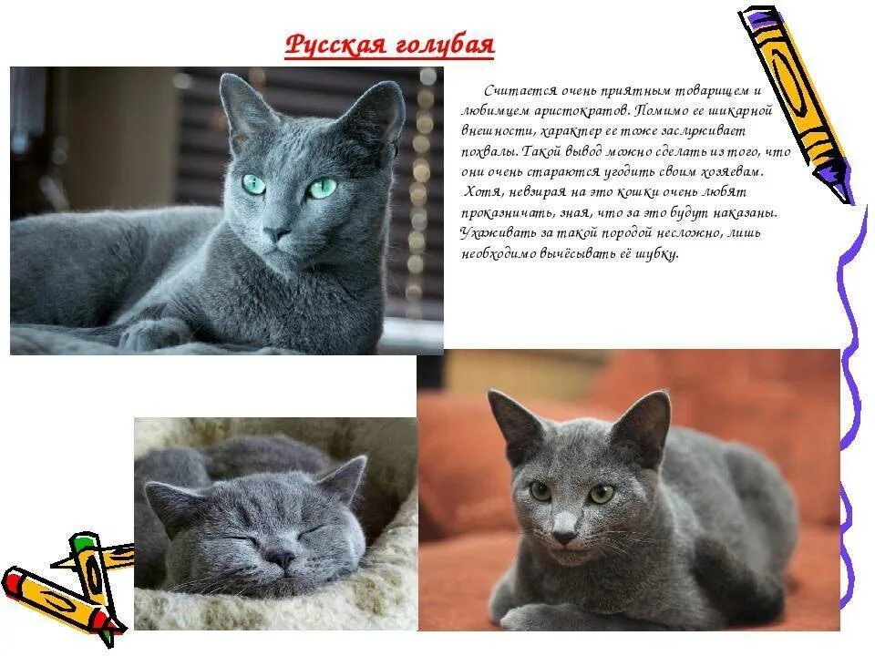 Русская голубая - Породы кошек с фотографиями - Котостудия