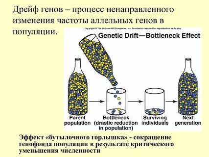 Какую роль в эволюции играют дрейф генов