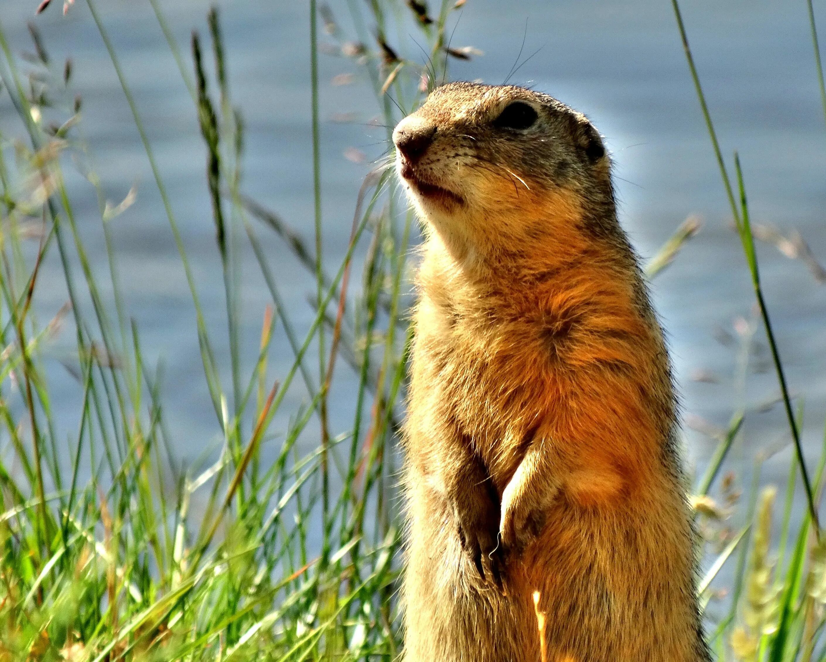 Суслики лучшие. Айдахский суслик. Суслик Краснощекий (Spermophilus erythrogenys). Суслик Краснощекий. Суслик Сибирский.