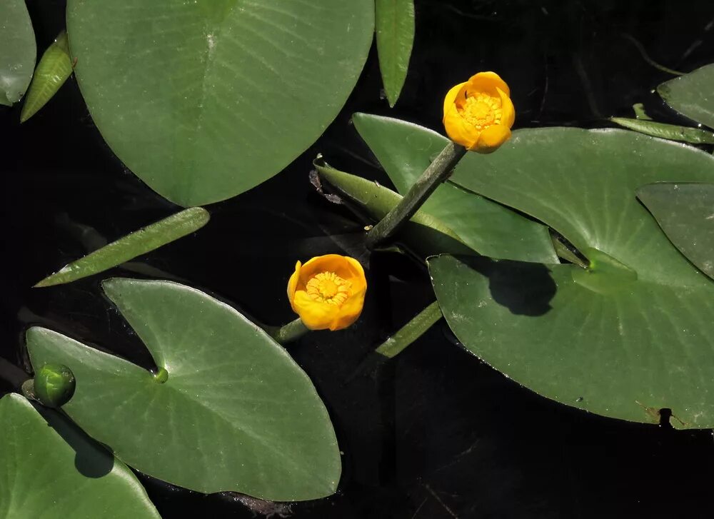 Кубышка малая. Кубышка (Nuphar). Кубышка малая Nuphar pumila. Кубышка желтая (Nuphar lutea). Кубышка растет