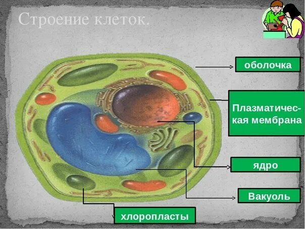 Схема растительной клетки 5 класс биология. Модель растительной клетки 6 класс биология. Биология 5 класс строение клетки растительной модель. Модель клетки растения биология 5 класс. Рисунок модели клетки