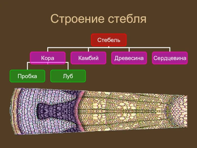 Внутреннее строение стебля функции. Строение стебля биология. Кластер строение стебля. Стебель и его строение. Внутреннее строение стебля.