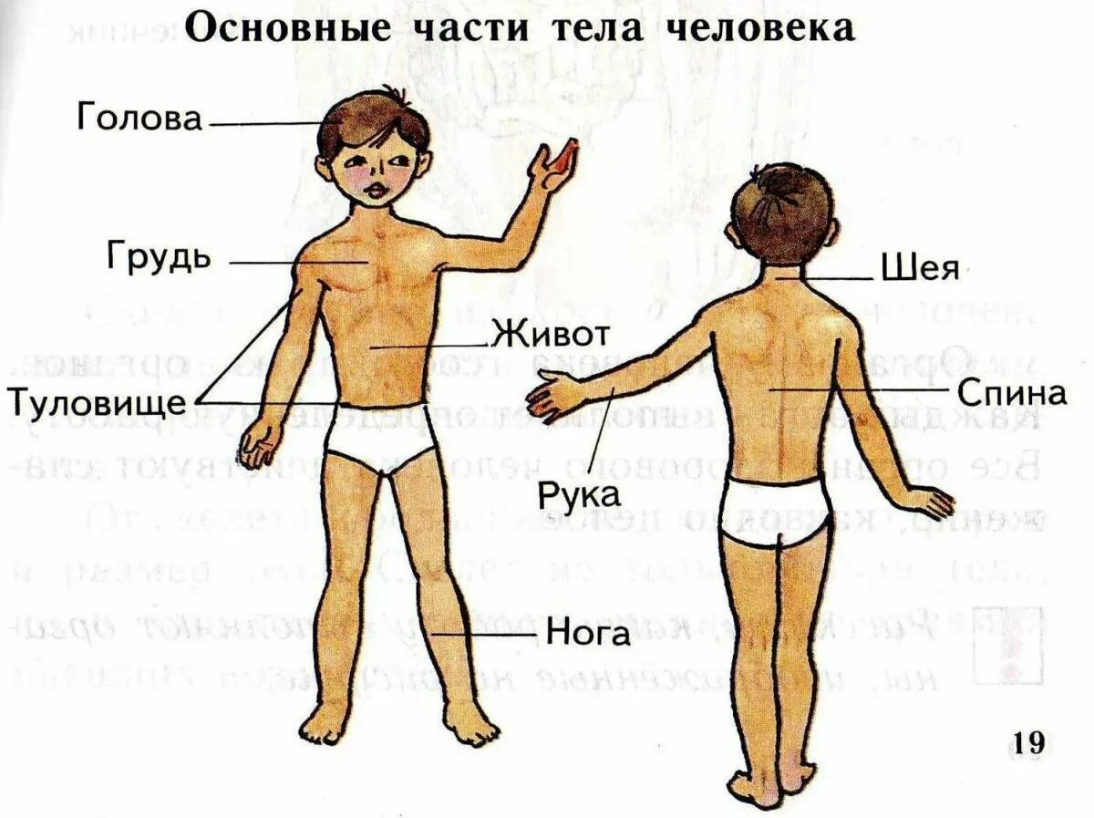 Схема строения человека 4 класс. Части тела человека. Основные части тела человека. Части телаьчеловека. Строение тела человека схема для детей.