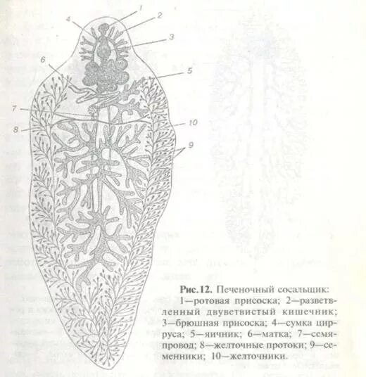 Печеночные сосальщики кишечник. Марита печеночного сосальщика схема. Легочный сосальщик строение. Марита печеночного сосальщика рисунок. Марита печеночного сосальщика строение.