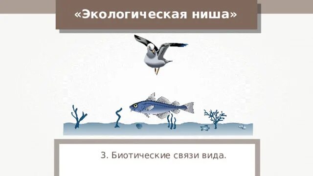 Экологическая ниша презентация 9. Узкая и широкая экологическая ниша. Широкая экологическая ниша. Экологическая ниша рисунок. Узкая экологическая ниша.