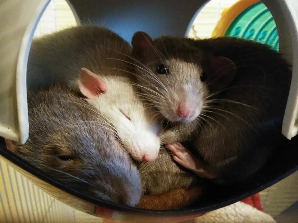 Мыши пара. Крыса. Две мышки. Милые крыски обнимаются. 3 Крыски.
