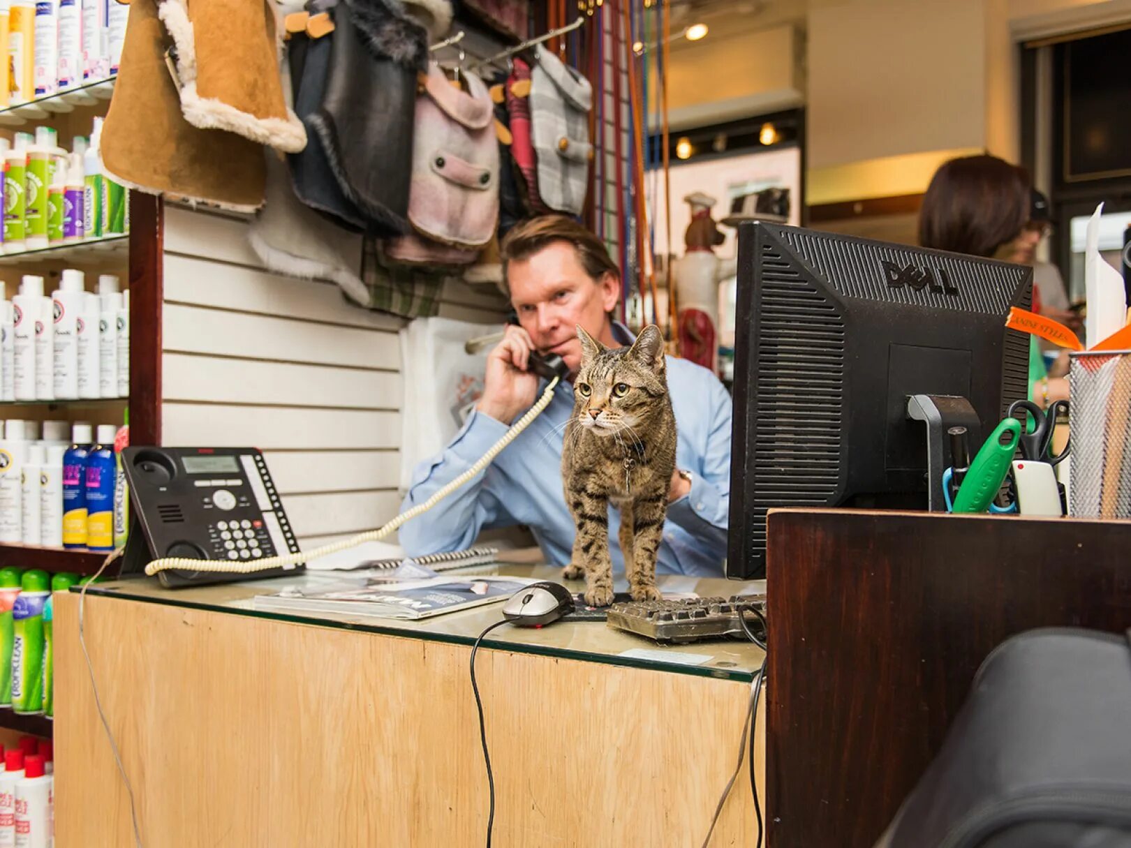 Cat store. Кошка в магазине. Кошачий магазин. Коты живущие в магазинах. Кот продавец.